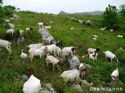 安徽的畜牧業發展現狀是怎樣?主要發展哪些產業?