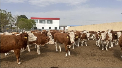 “涼州黃白花牛肉”榮獲全國名特優新農產品稱號